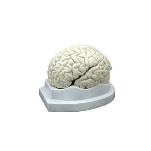 Модель «Мозг в разрезе» белая