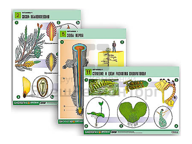 Таблицы по биологии Ботаника-1, 12 шт..