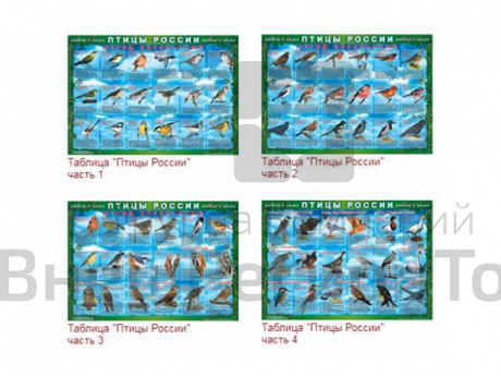 Таблицы "Птицы России" 4 шт..