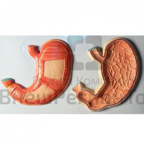 Модель барельефная "Желудок" (внешняя и внутренняя поверхности).