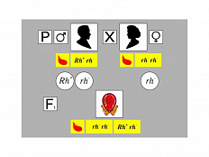 Модель "Наследование резус-фактора"