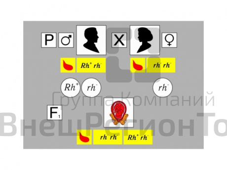 Модель "Наследование резус-фактора".