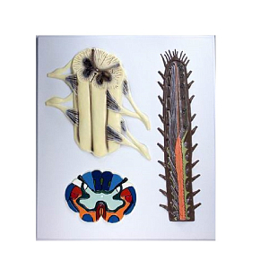 Барельефная модель 