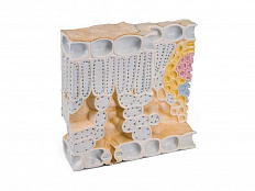 Модель Разрез листа бука лесного