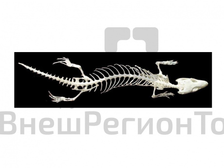 Модель Скелет ящерицы.