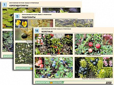 Комплект таблиц по ботанике "Многообразие растений. Водные и прибрежные", А4, 16 шт.