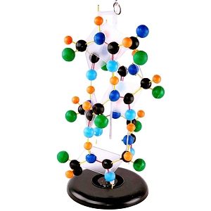 Модель «Структура белка» — демонстрационная