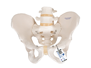 Модель скелета мужского таза