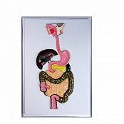 Модель барельефная "Пищеварительный тракт"