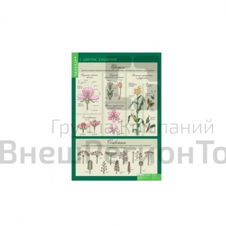 Комплект демонстрационных учебных таблиц по разделу «Растения».