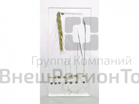 Коллекция "Развитие пшеницы" в акриле.