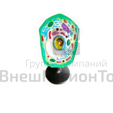 Модель Клетка растения.