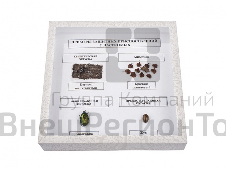 Коллекция "Примеры защитных приспособлений у насекомых".