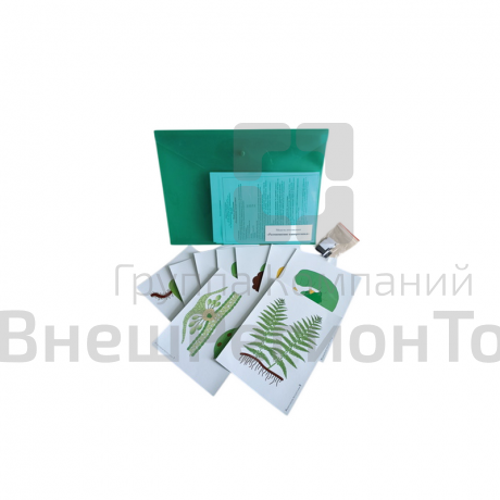 Модель-аппликация Размножение папоротника.