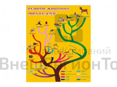 Стенд Развитие животного мира на земле.