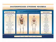 Электрифицированный стенд-тренажер c макетом скелета "Анатомическое строение человека"