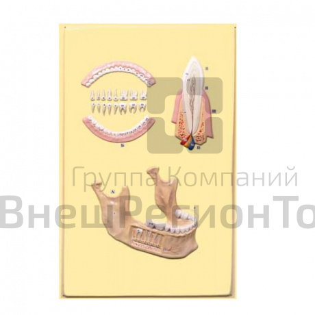 Модель барельефная "Челюсть человека" .
