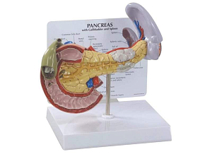 Модель поджелудочной железы