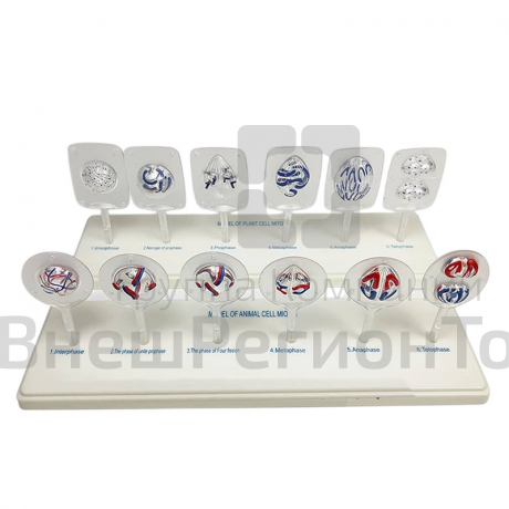 Модель Митоз и мейоз клетки.