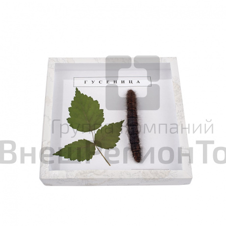 Коллекция энтомологическая "Гусеница".