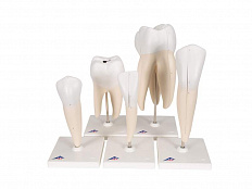 Набор классических моделей зуба