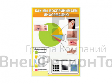 Стенд Как мы воспринимаем информацию, 100х70.