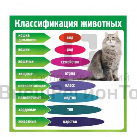 Стенд "Классификация животных".