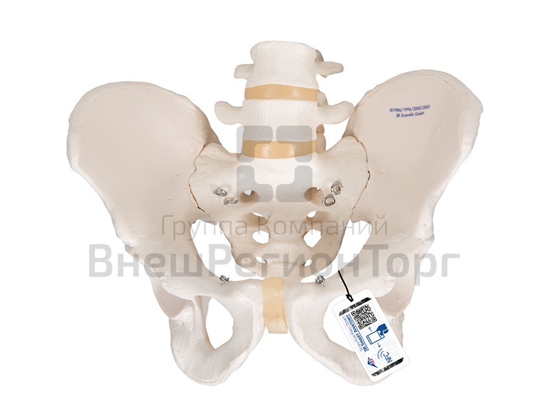 Модель скелета мужского таза.