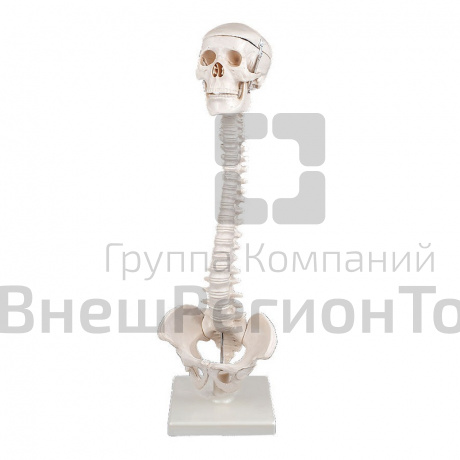 Модель "Позвоночник с черепом и тазом".