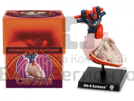 Набор Профессор Эйн: Сердце.