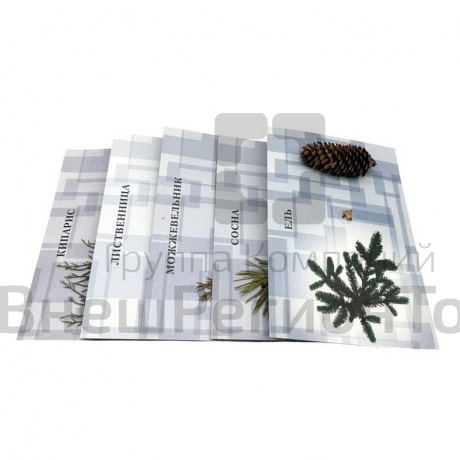 Коллекция "Голосеменные растения".