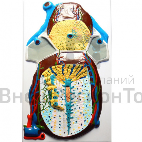 Модель барельефная "Долька печени" (макро-микростроение).