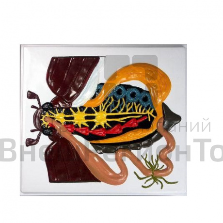 Модель барельефная "Внутреннее строение жука".