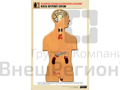 Рельефная таблица Железы внутренней секреции, А1.