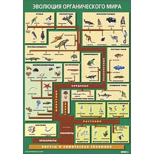 Таблица «Эволюция органического мира» 70×100 см