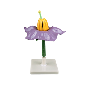 Модель цветка картофеля с подставкой ПРШ-023