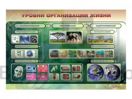 Электрифицированный стенд "Уровни организации жизни".