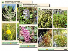 Комплект таблиц по ботанике "Многообразие растений. Лесные и луговые" А4, 16 шт.