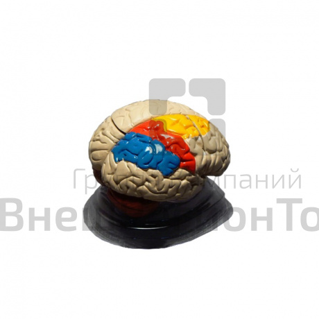 Модель "Мозг в разрезе" (раскрашенный).