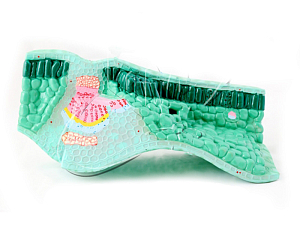 Модель Строение листа