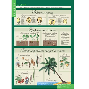 Комплект таблиц Биология 6 класс — 14 плакатов