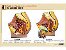 Рельефная таблица Таз мужской и женский, А1