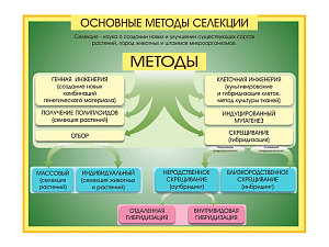 Стенд Методы селекции и биотехнологии
