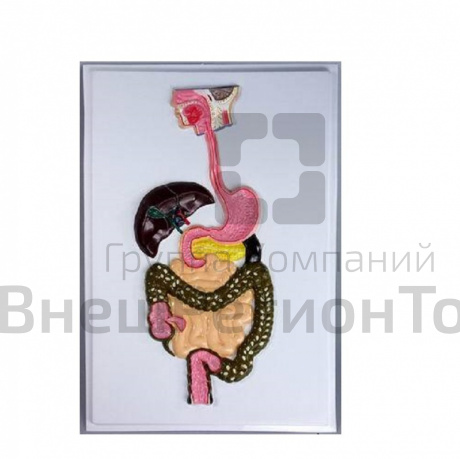 Модель барельефная "Пищеварительный тракт".