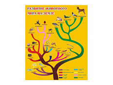 Стенд Развитие животного мира на земле
