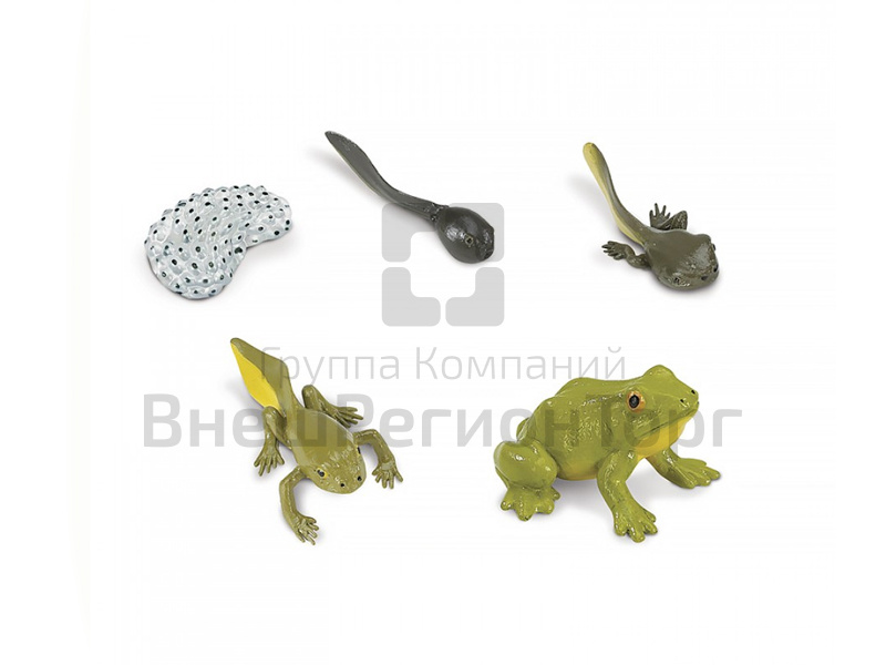 Фигурки Жизненный цикл лягушки 5 шт..