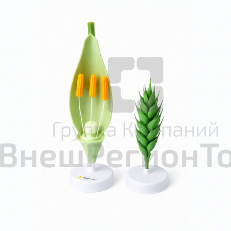 Модель цветка пшеницы.