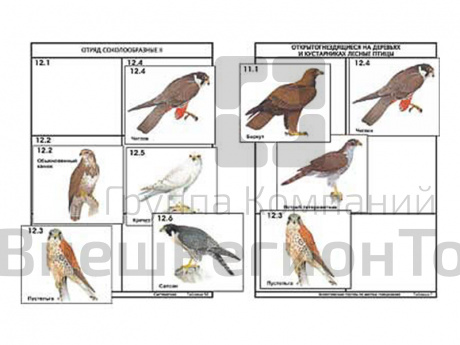 Комплект дидактических карточек: "Систематика и экология птиц" (95 шт., цвет., лам.).