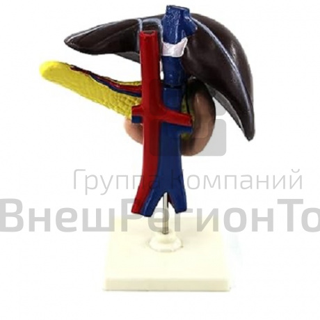 Модель "Печень человека".