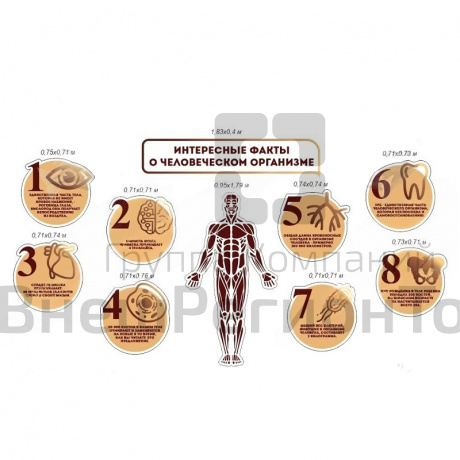 Комплект стендов для кабинета биологии "Интересные факты о человеческом организме".
